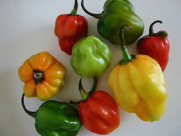Bahama Mama Pepper
