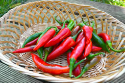 Bird Pepper