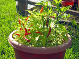 Piri Piri Chili Pepper