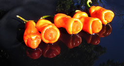 Peter Chili Pepper